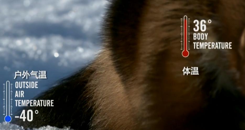 自然界中的金刚狼，北方荒野的象征，令其他动物畏惧的狼獾