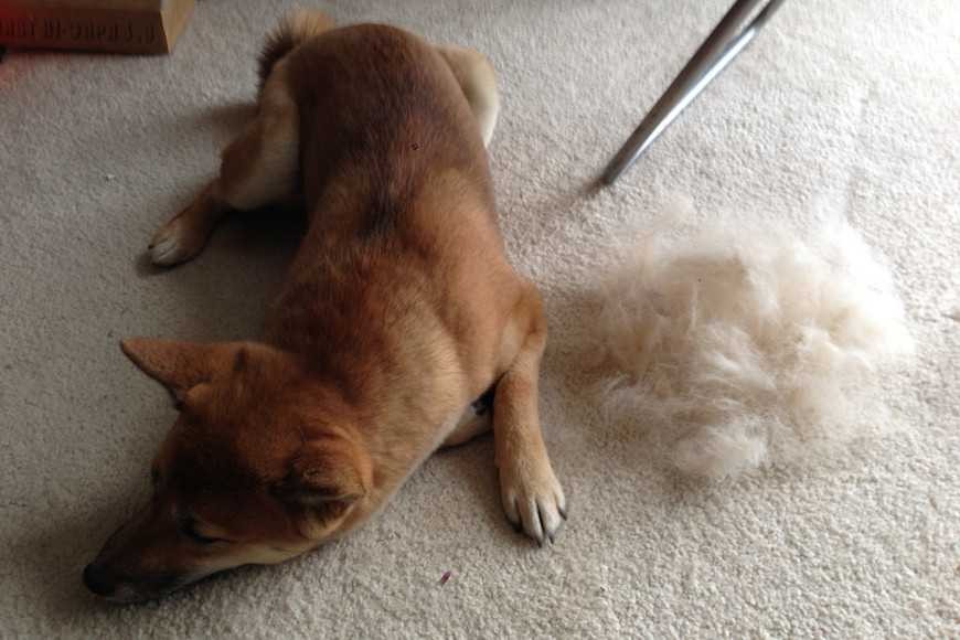 人类进化过程中为什么还有体毛,人类进化退化毛发