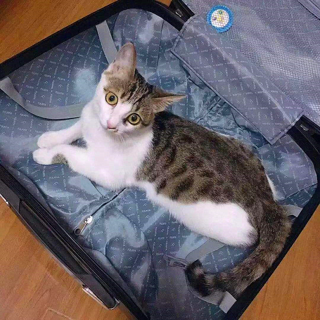 20块钱能买几只猫,20块钱买的猫