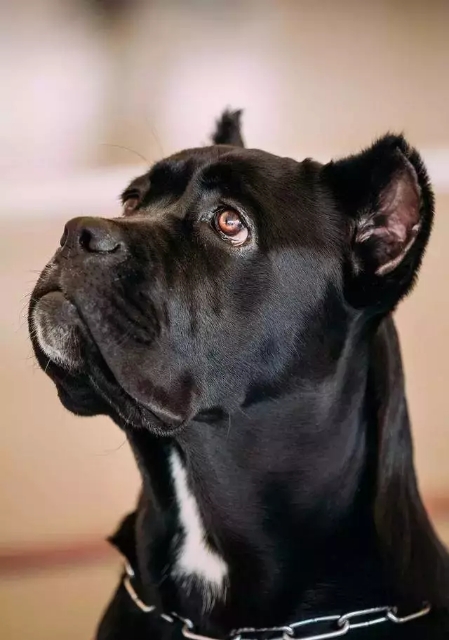 卡斯罗和罗威纳哪个适合家庭犬,帅气的罗威纳