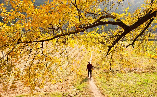 国家地理100个最美景观摄影点,全国银杏观赏地图