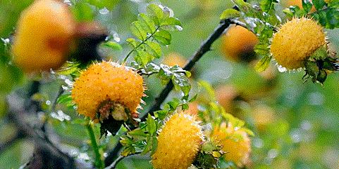 采摘时间长种植项目,采摘两年的果树