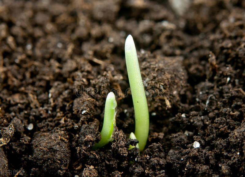测土壤酸碱度的最简单有效的办法,怎样用酢浆草改变土壤酸碱度