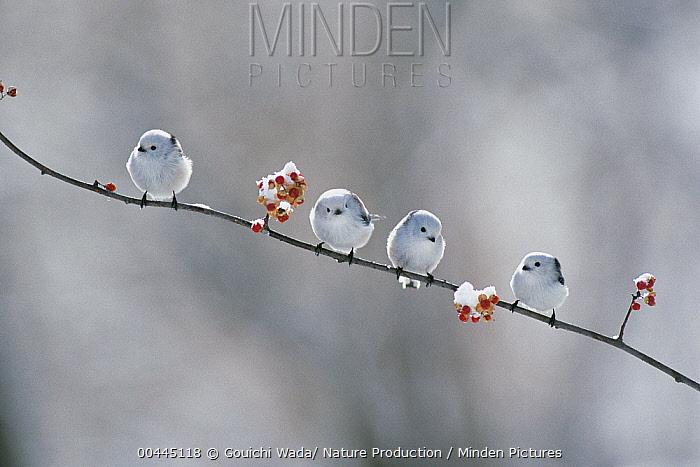 隐鱼是怎么钻入海参体内的,隐鱼和海参真实影像