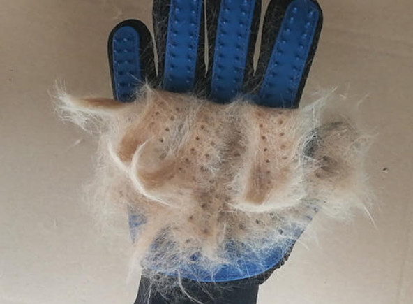 养猫技巧猫咪生活小常识猫咪饮食,如何让猫咪作息时间跟铲屎官一致