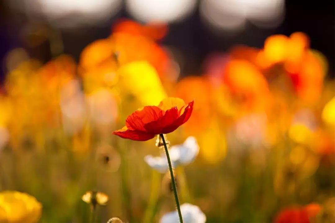 张北最美的景区是哪里,最美的草原自驾游路线攻略