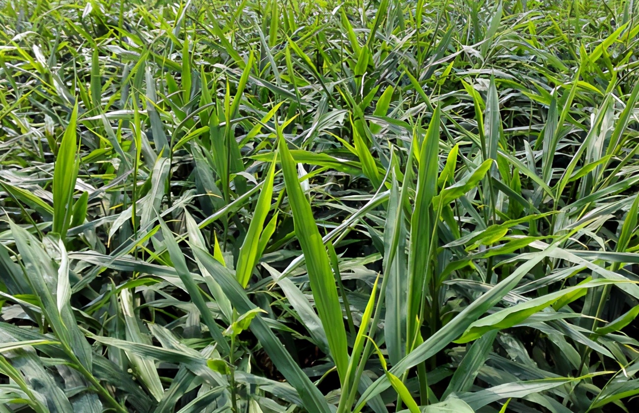 草木灰种生姜技术,桶种生姜技术