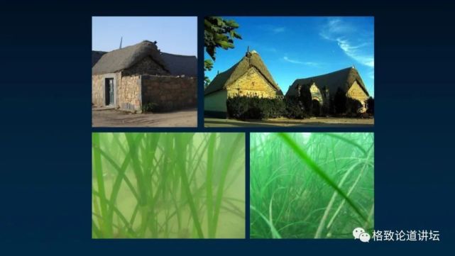 除了能提高人体免疫力，这个“肥宅”还是海底清道夫