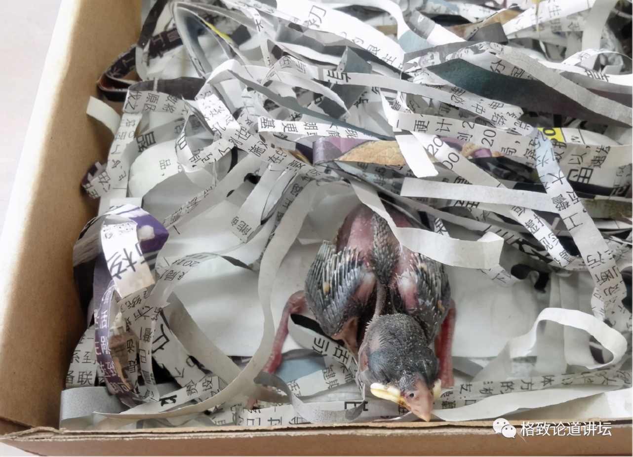 捡到受伤的鸟是好事吗,捡到受伤的鸟联系哪个部门救助