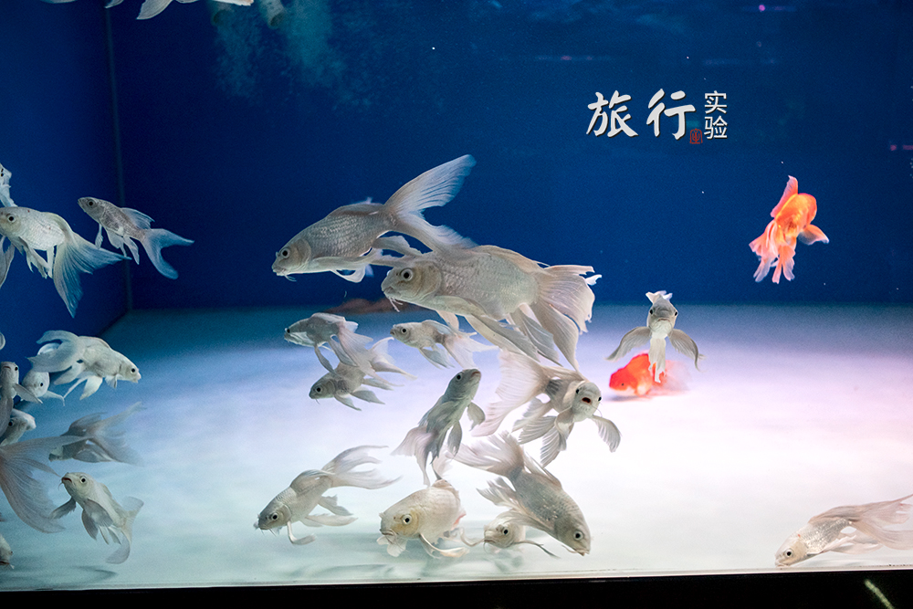 一周一次的宠物市场,天津适合带宠物去游玩的地方