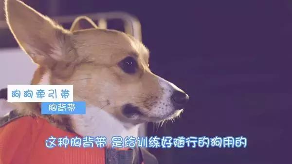 狗狗牵引带,狗狗防爆冲牵引绳怎么佩戴