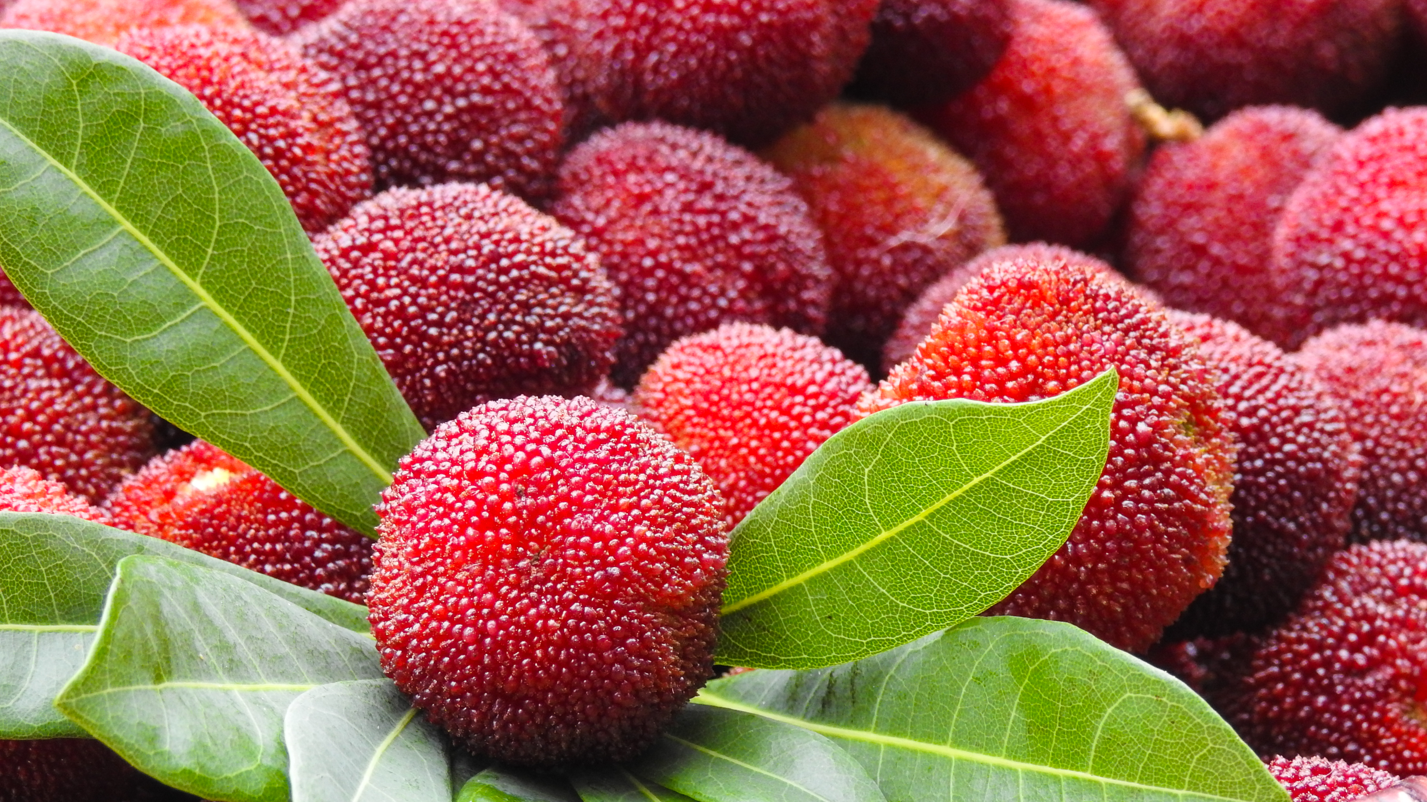 杨梅吃不完怎么做杨梅汁,杨梅吃不完怎么腌制