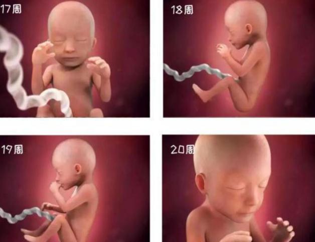 怀孕1-40周胎儿发育图,生命的起源胎儿发育全过程视频