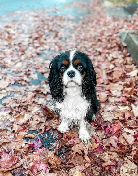 不喂狗会复位吗,不喂狗的下场