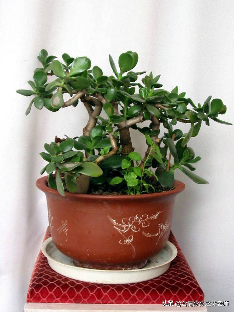 室内三种最旺家庭养植物,家居绿植哪些不适宜养