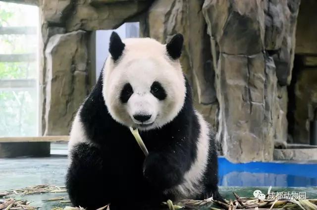 1h刹拢！想看大熊猫就去这3个地方，人少像包场，散养小熊猫