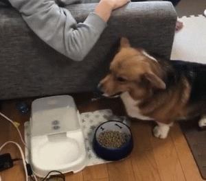 柯基来大姨妈老是护食,柯基护食咬人纠正视频