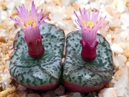 多肉开花了怎么处理,多肉植物开的花怎么处理