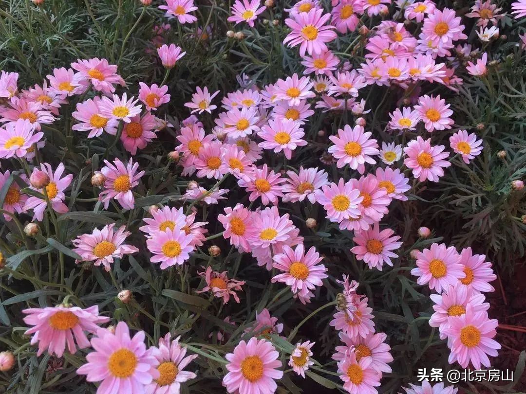 美丽中国我是行动者环境保护竞赛,美丽中国我是行动者音乐