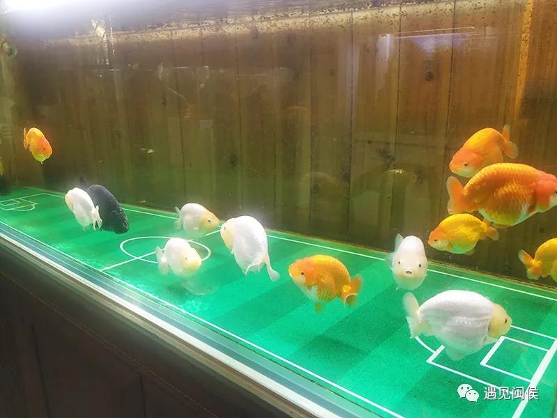 见过会踢足球的闽侯金鱼吗？盘它