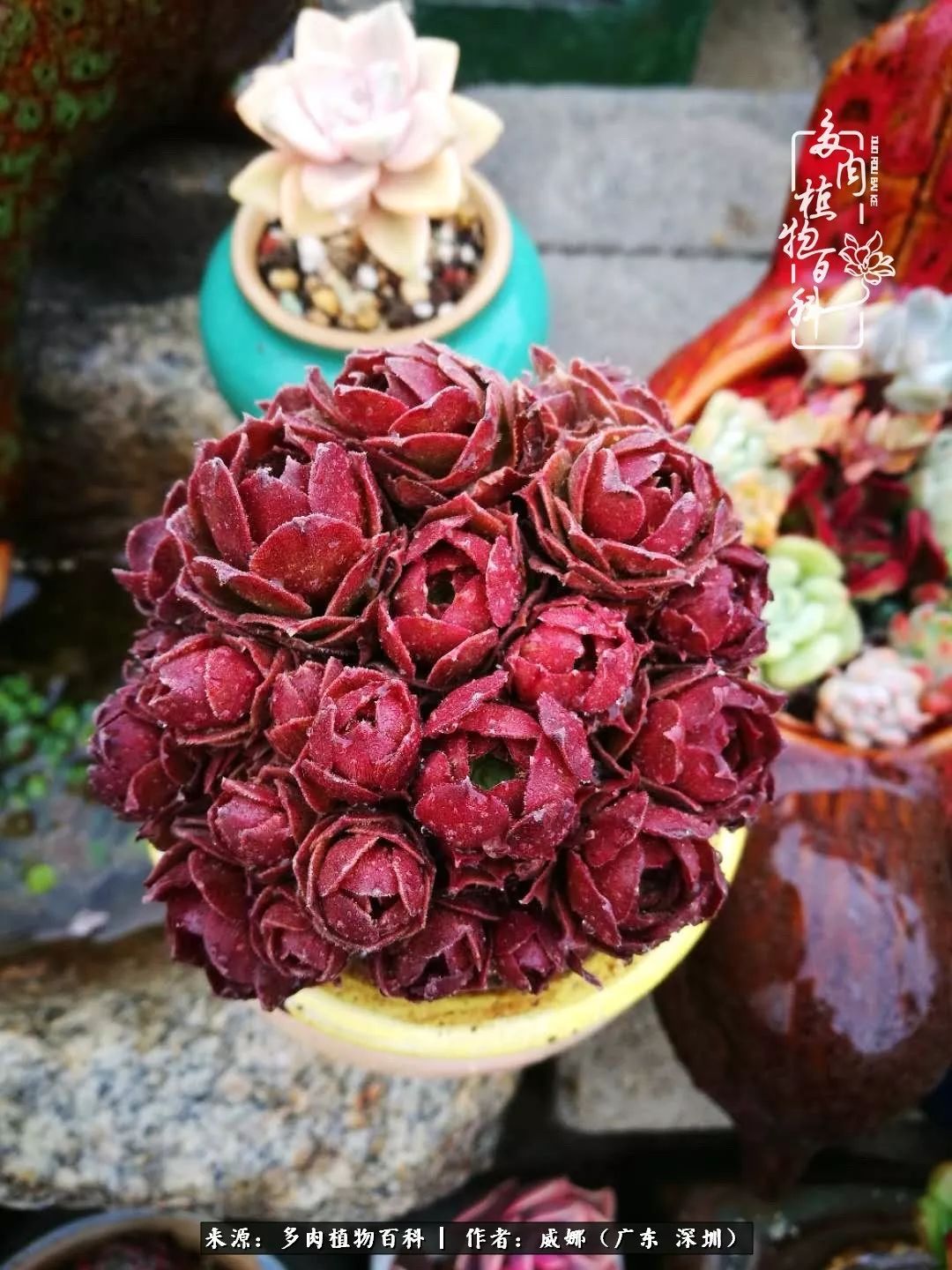 笼子里的多肉,露养的多肉和室内的多肉区别