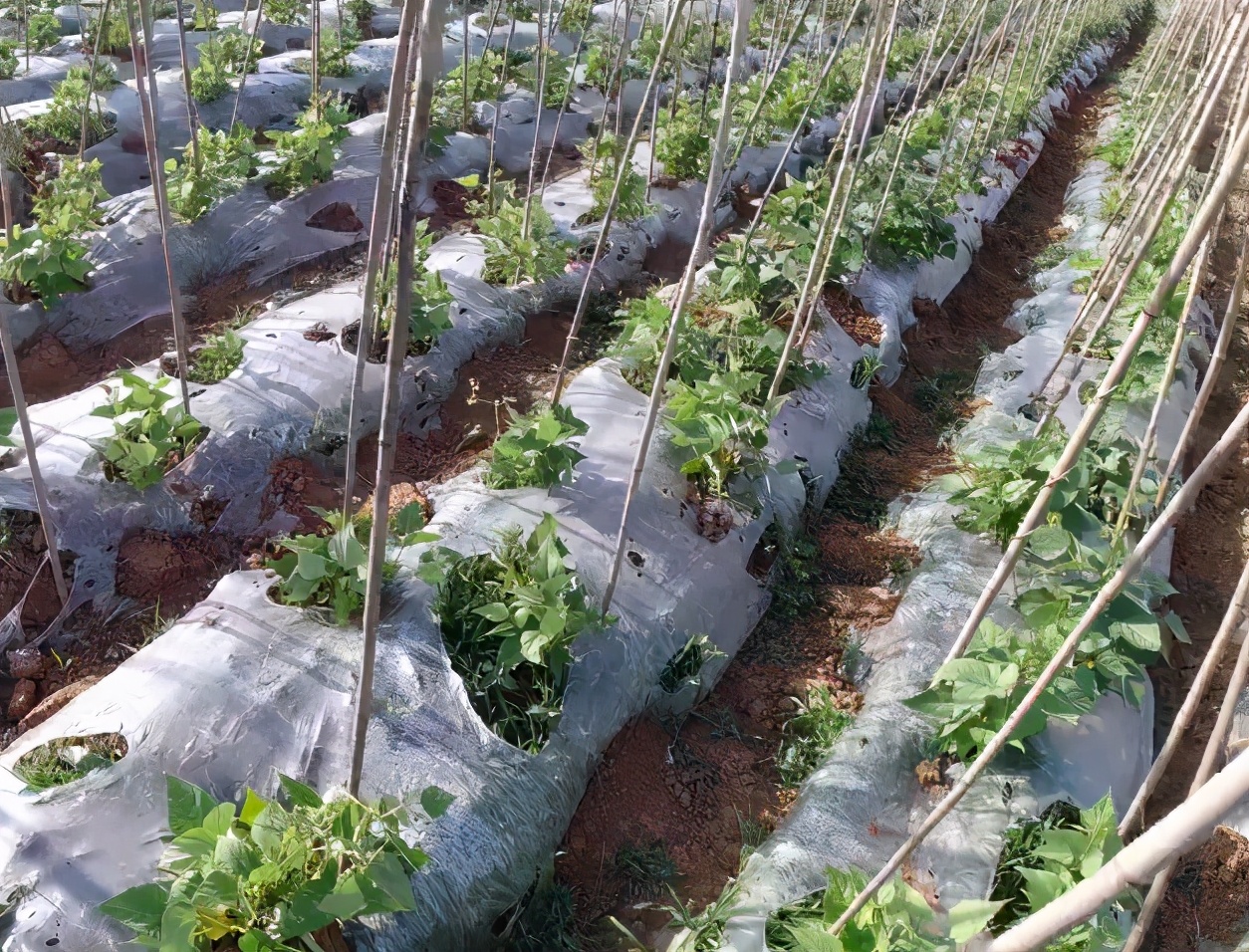 豆角施肥管理方法,豆角2米高开花结荚可以施肥了吗