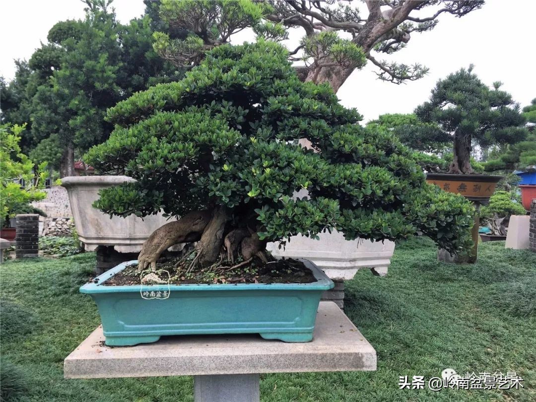 室内十大盆景名贵树种排名,十大盆景名贵树种排名火棘