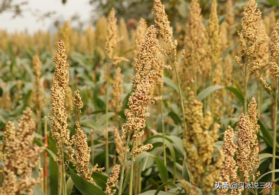 高粱种植技术和方法,高粱的正确播种方法