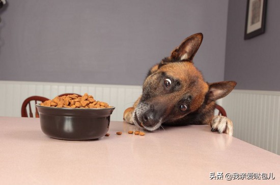 狗狗呕吐怎么治疗用什么药,狗狗呕吐怎么治喝水都吐