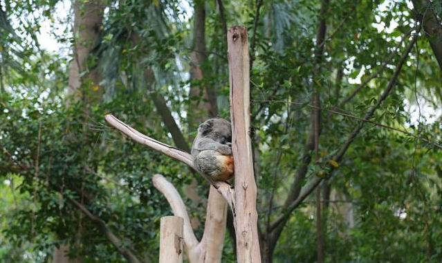 广州长隆四天三晚旅游推荐,4天去广州长隆和珠海看海怎么玩