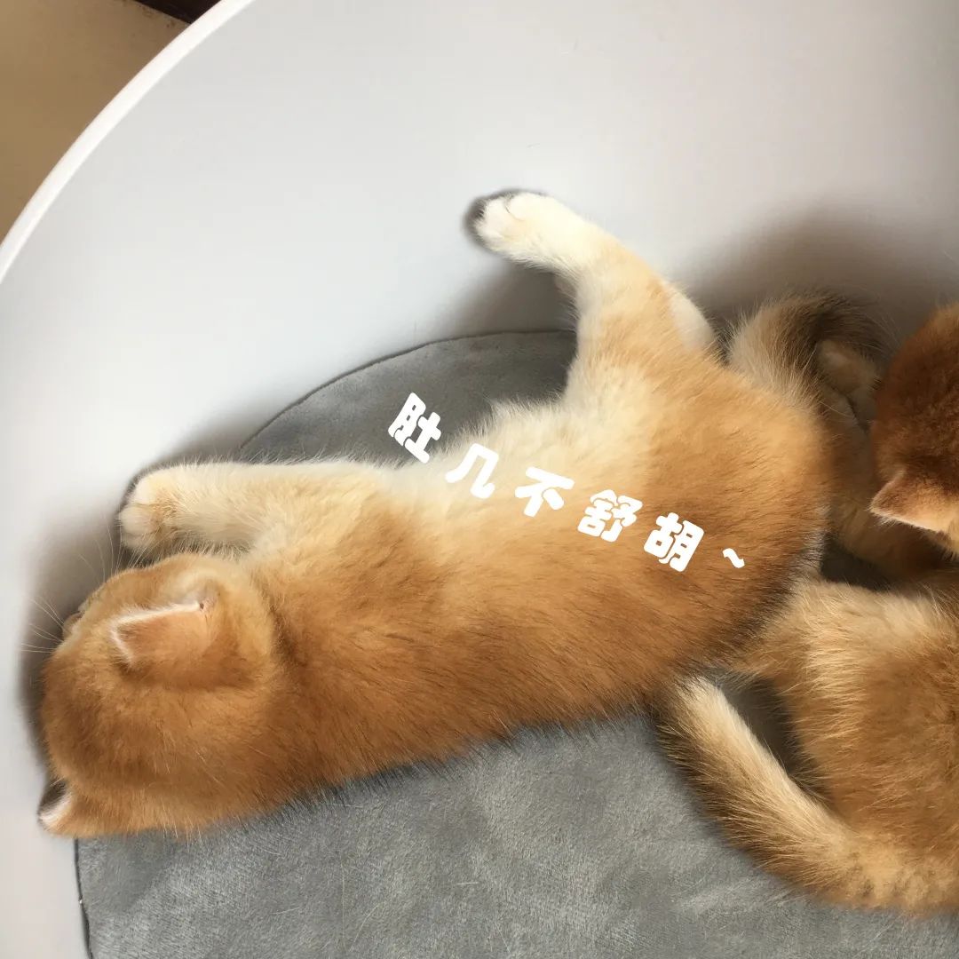 猫咪知识大全及解释,猫咪软便很臭可以自己恢复吗