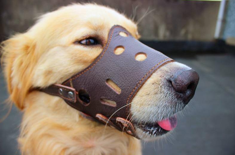 狗狗总是叫唤性格不好吗,狗狗总是叫个不停如何制止