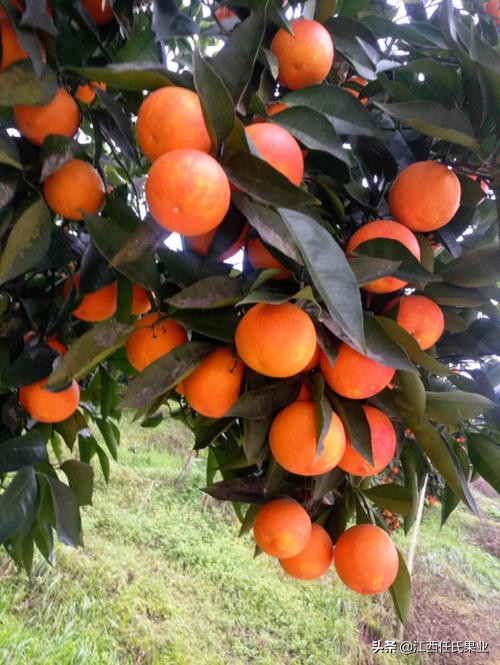 血橙胶原蛋白swisse改善睡眠,血橙胶原蛋白swisse能美白吗