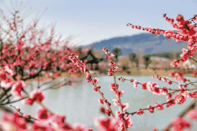 一任群芳妒,一任群芳妒上一句是什么