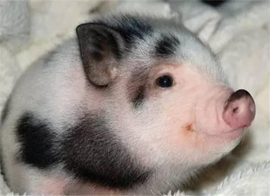 在泰国100块能买什么,泰国钱币100能换多少人民币