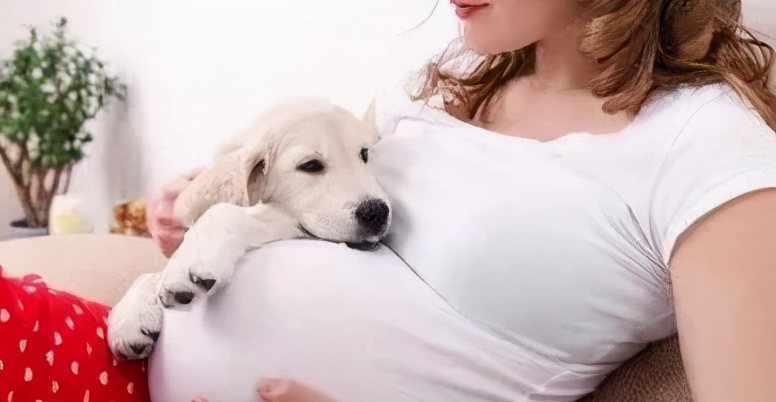 狗狗能感觉到孕妇怀孕了吗,狗狗能感受主人怀孕吗