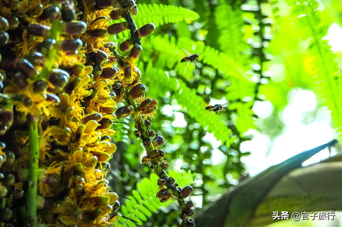 再游青秀山，看“熊猫级”国宝苏铁王，只为千年等一回的告别