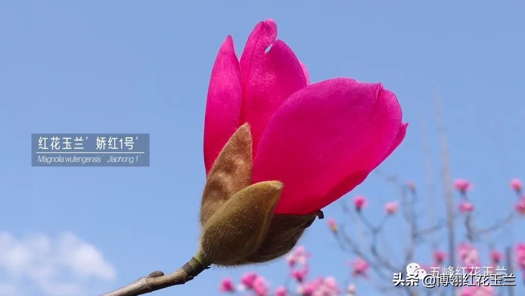 娇红一号玉兰真假识别,娇红一号玉兰和黄鸟玉兰区别