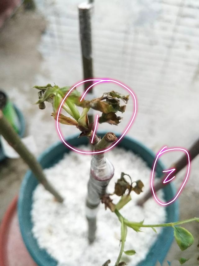 无根月季杆发芽了,为什么蔷薇嫁接的月季长势不旺