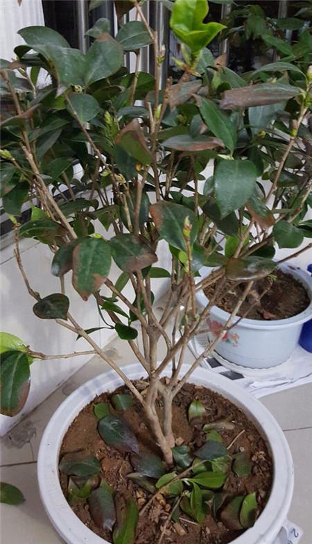 怎么能让茶花起死回生,茶花的黄叶掉叶有什么办法