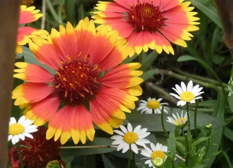 盘点世界各国国花中国国花,各国国花的图片大全