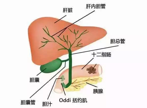 三院外科手术,胰管空肠桥式吻合术世界首创者
