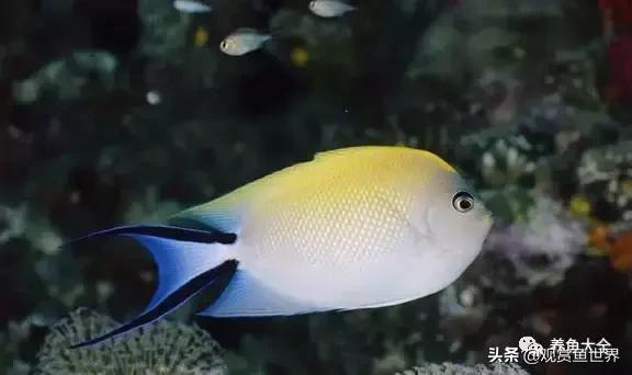 古人养鱼有哪些禁忌,古人是怎么养鱼的