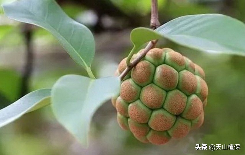 这种植物果实成熟像“足球”，幼果如花营养高，种植起来很简单