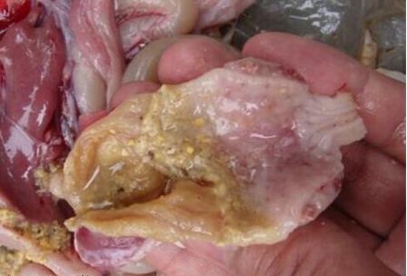 鍒瀵勭敓铏伔璧版垜浠殑鍏绘畺鍒╂鼎,鍒闇夎弻姣掔礌鍋疯蛋浣犵殑鍏绘畺鍒╂鼎