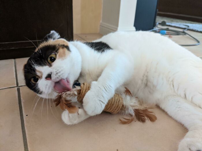 很多狗在一起合照,狗狗和小动物合影