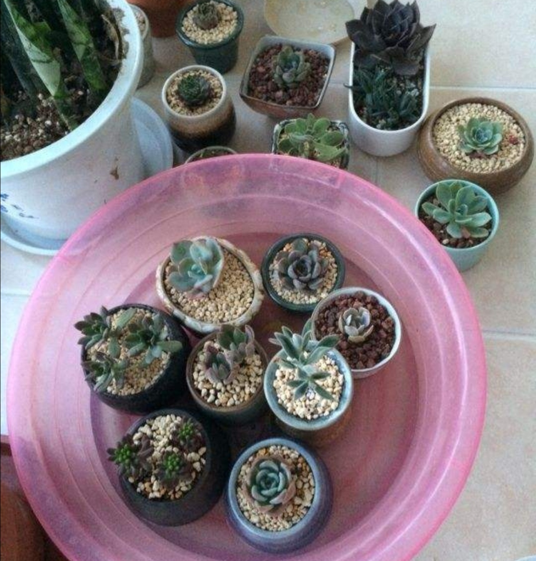 过年回老家的花草不能浇水怎么办,过年不能浇花草怎么办