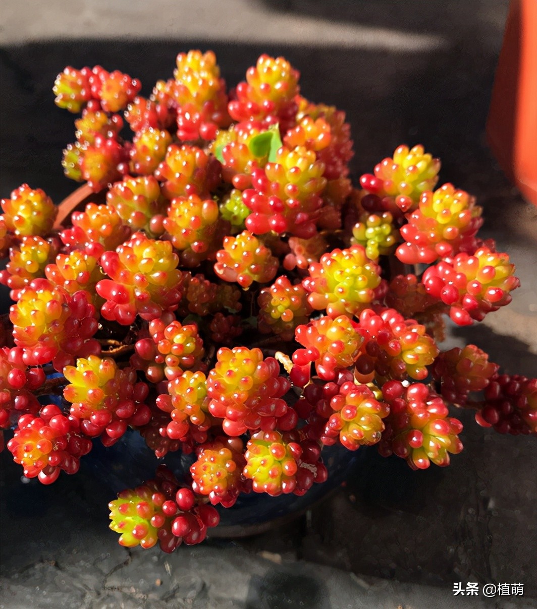 入秋后天气凉爽早晚温差较大,入秋了早晚温差大