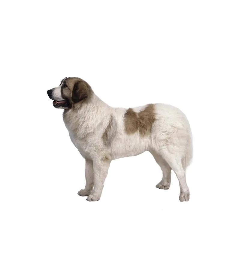 滨州48种烈性犬标准,滨州烈性犬最新规定