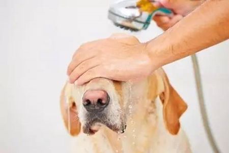 海姆立克急救法狗狗急救视频,狗狗意外车祸怎么平复心情